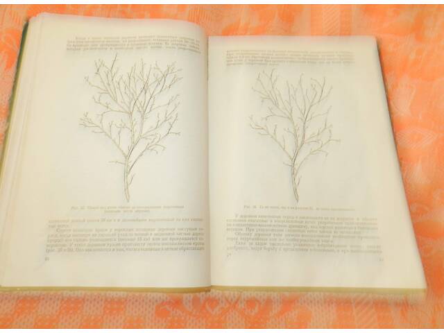 Поради садівникам та виноградарям. - Фото 6