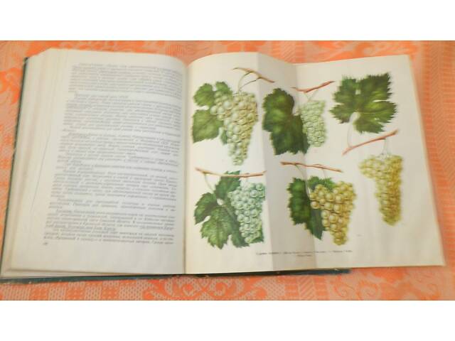 Поради садівникам та виноградарям. - Фото 7