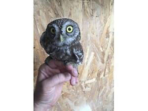 Сови, сичі, пугачі, неяситі