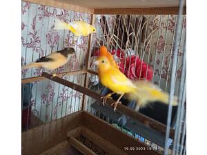 Співочі птахи, канарки