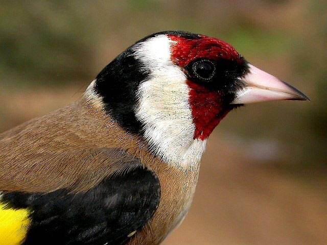 Співочі Щиглики - Фото 1