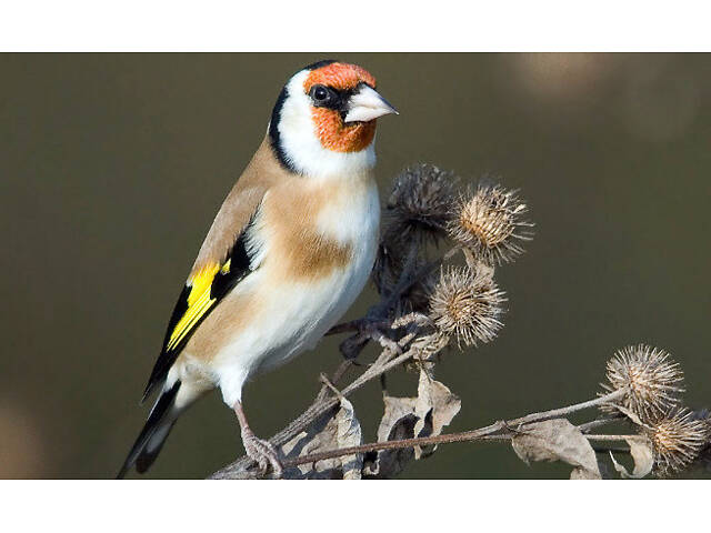 Співочі Щиглики - Фото 2