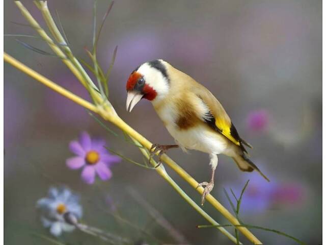 Співочі Щиглики - Фото 3