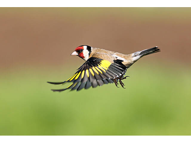 Співочі Щиглики - Фото 4