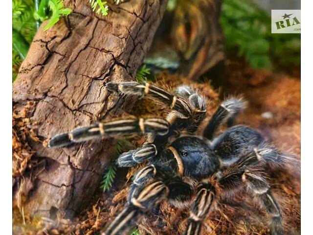 Спокойный паук птицоид Aphonopelma Seemanni самки L10+ - Фото 2