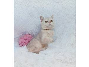 Срібляста шиншила