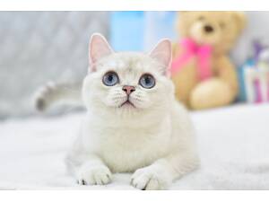 Срібляста шиншила колор поінт, британське кошеня