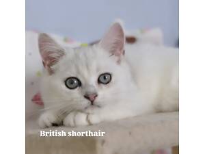 Срібна шиншила хлопчик