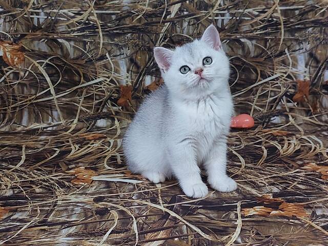 Срібна шиншила кошенята - Фото 1