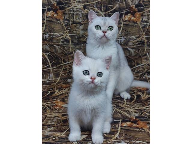 Срібна шиншила кошенята - Фото 2