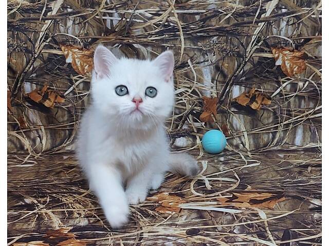 Срібна шиншила кошенята - Фото 3