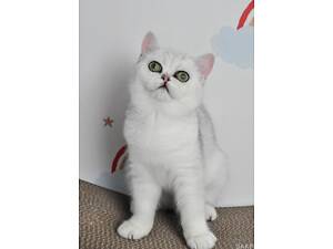 Срібна шиншила