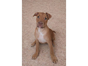 Стаффордширский терьер девочка