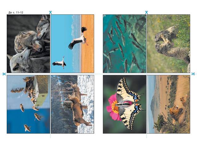 STEM-старт. 4 клас. Зошит для учня. Наука про життя - Фото 9