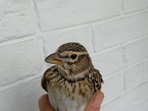 Степовий жайворонок джурбай . Є вибір .