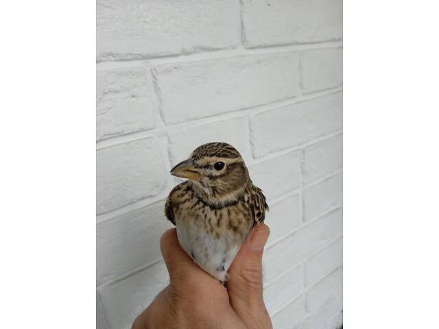 Степовий жайворонок джурбай . Є вибір . - Фото 1