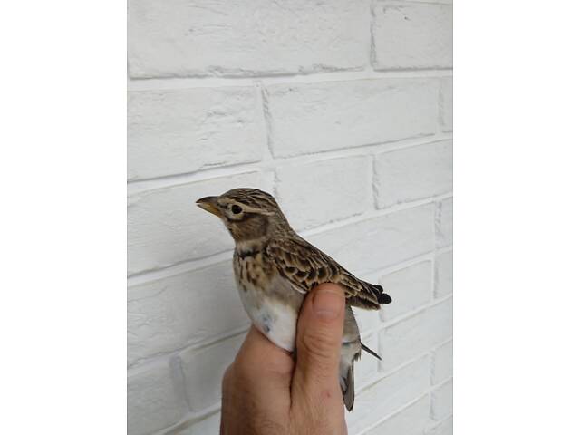 Степовий жайворонок джурбай . Є вибір . - Фото 3