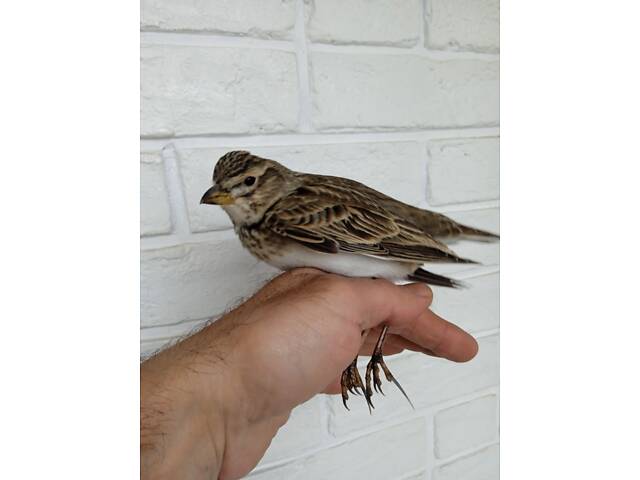Степовий жайворонок джурбай . Є вибір . - Фото 2