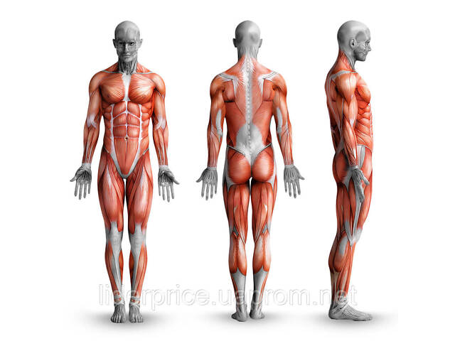 Стойки под штангу регулируемые WCG RG-200, Оригинал! - Фото 2