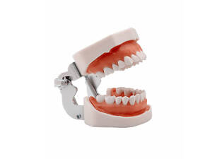 Стоматологическая модель челюсти человека RESTEQ с 28 съёмными зубами — анатомический тренажер для студентов и врачей