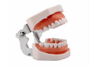 Стоматологічна модель щелепи людини RESTEQ з 28 знімними зубами — анатомічний тренажер для студентів і лікарів.