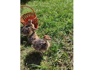 Страусята африканські