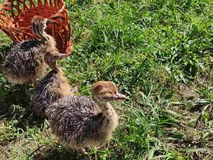 Страусята африканські