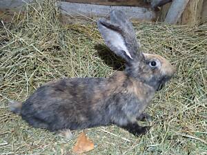 Строкач триколір (однотонний)