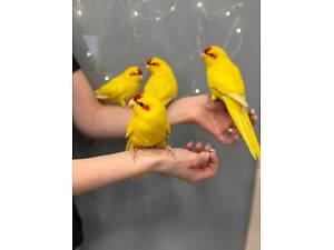 Стрибучий какарік пташеня