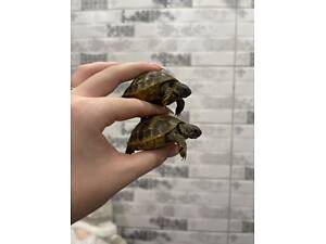 Сухопутна балканська черепаха