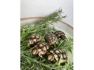 Сухопутная черепаха балканская, среднеазиатская, шпороносная и др.