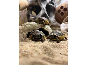 Сухопутная маленькая балканская черепашка и террариумы