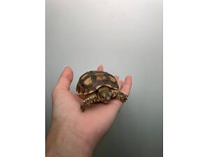 Сухопутна шпороносна шерепаха, ручна черепашка