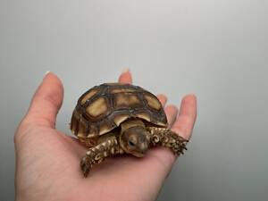 Сухопутна шпороносна шерепаха, ручна черепашка