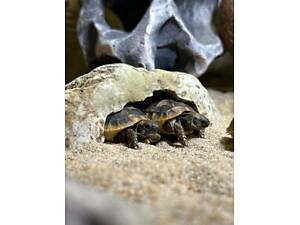 Сухопутная маленькая черепашка и террариумы