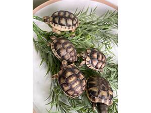 Сухопутні балканські, грецькі та інші черепашки для дому