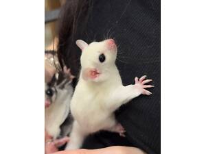 Сумаста білочка летяга