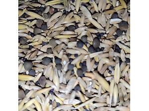 Суміш Насіння сидератів, покривних культур під зиму