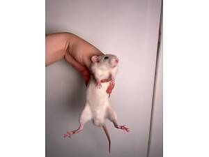 супер класні контактні ласкаві щурики пацючки для дому