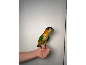 Супер кмітливі розумні папуги Каїк, ручні викормиші