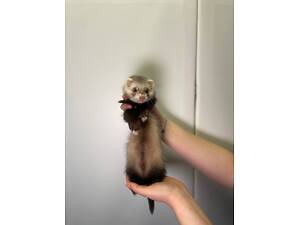 Супер малята тхорики, неймовірно милі та кумедні улюбленці