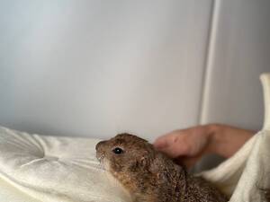 Супер ручна лугова собачка, цікавий незвичайний домашній