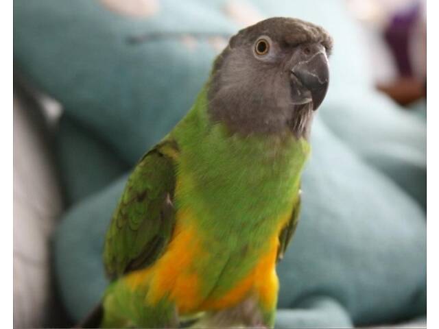 Супер-ручні папуги Сенегали - Фото 5