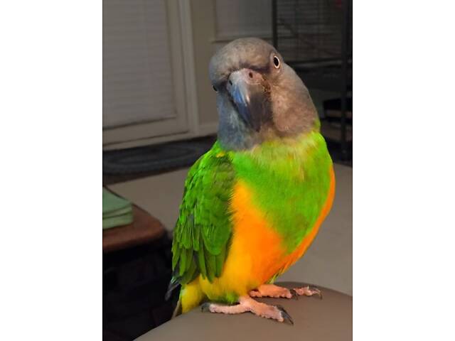 Супер-ручні папуги Сенегали - Фото 1