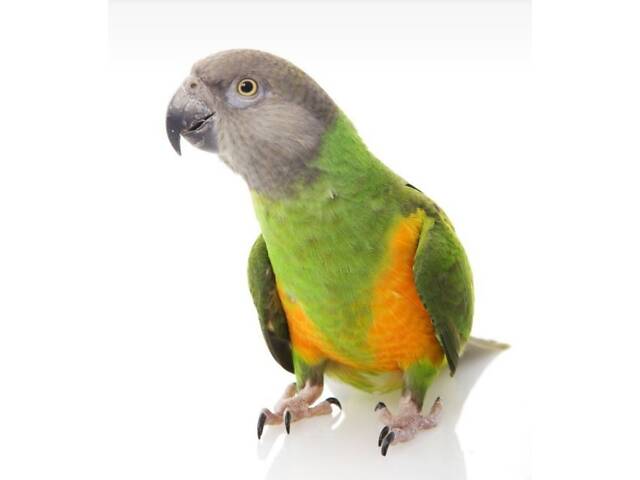 Супер-ручні папуги Сенегали - Фото 4