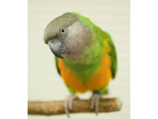 Супер-ручні папуги Сенегали - Фото 2