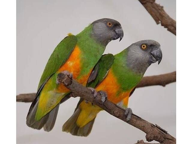 Супер-ручні папуги Сенегали - Фото 6