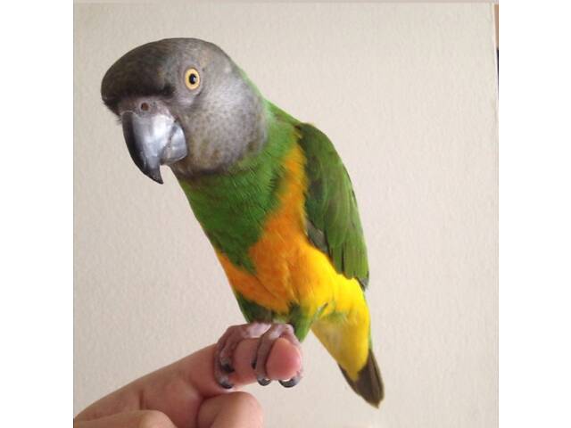 Супер-ручні папуги Сенегали - Фото 3