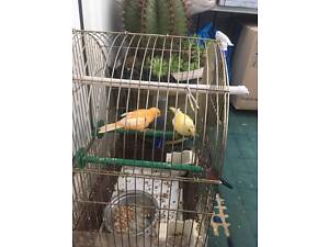 Супер ручные говорящие попугаи выкормыши птенци