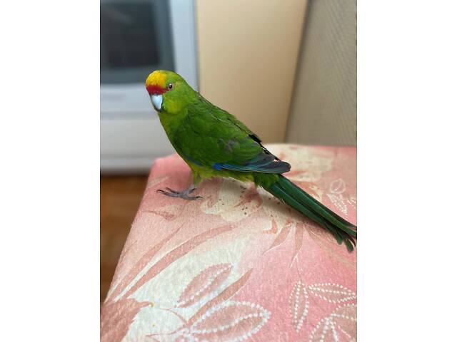Супер ручные говорящие попугаи выкормыши птенци - Фото 2